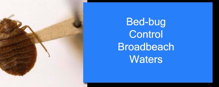Bed Bug Control Broadbeach Waters