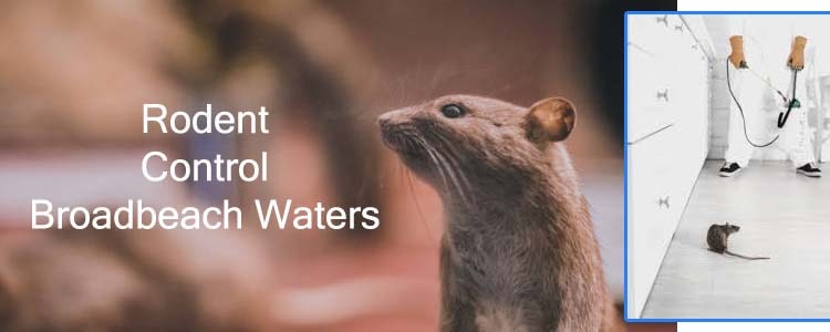 Rodent Control Broadbeach Waters