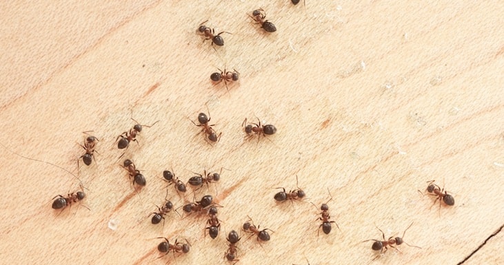 best ant control services